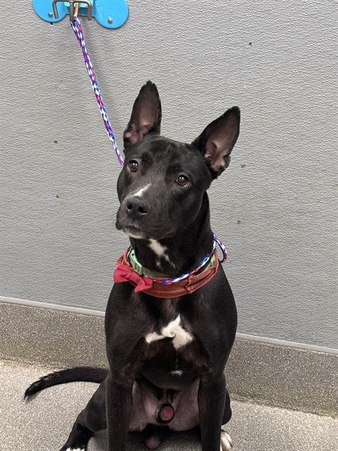 *APPLE JACKS - Pit Bull Terrier available for adoption