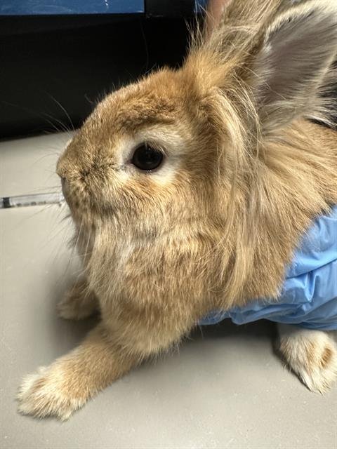 TENDIE - Dwarf Hotot available for adoption