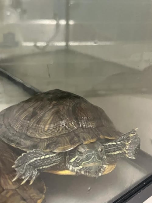 *DONATELLO - Turtle available for adoption
