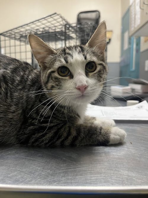 A1431373 - Domestic Short Hair available for adoption