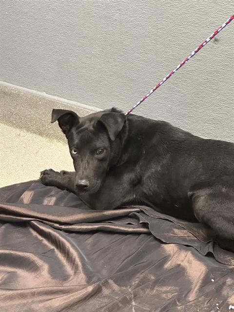 *LOLA - Labrador Retriever available for adoption