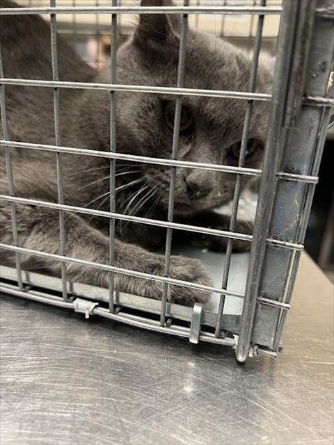 *ASTA - Domestic Short Hair for adoption in North Las Vegas