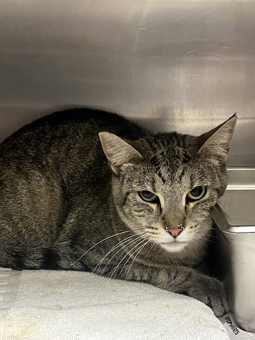 STRIPES - Domestic Medium Hair for adoption in North Las Vegas