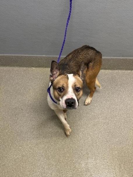 *DRILLA - Pit Bull Terrier available for adoption