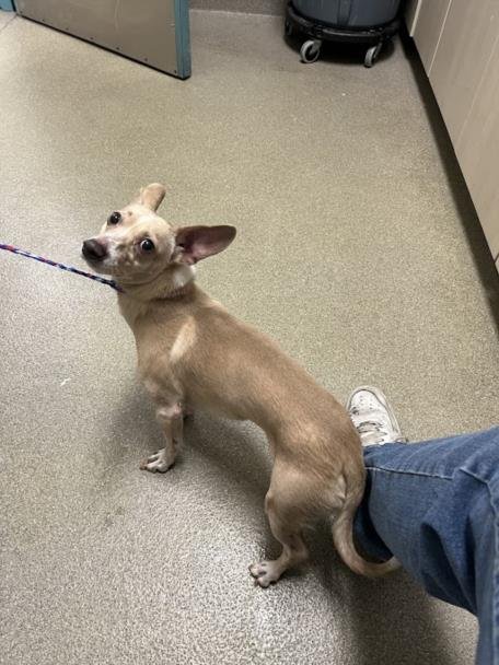 *BLAKE - Chihuahua available for adoption