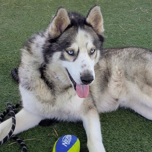 THUNDER - Siberian Husky available for adoption
