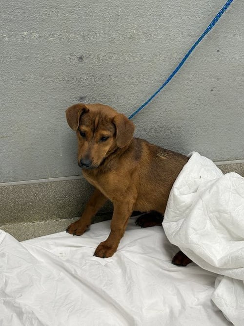 *BOSTON - German Shepherd Dog available for adoption