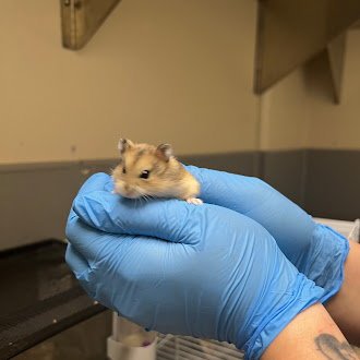 *TEDDY - Hamster available for adoption