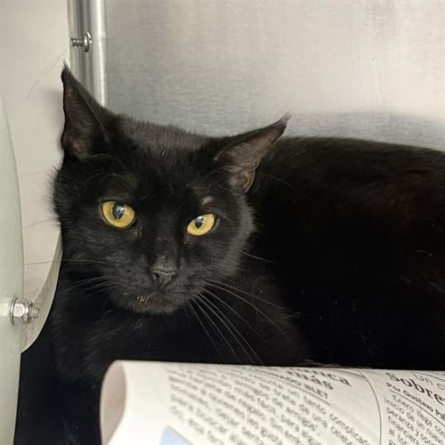 *ALI - Domestic Short Hair available for adoption