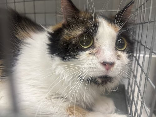 *PIPPIN - Domestic Medium Hair for adoption in North Las Vegas