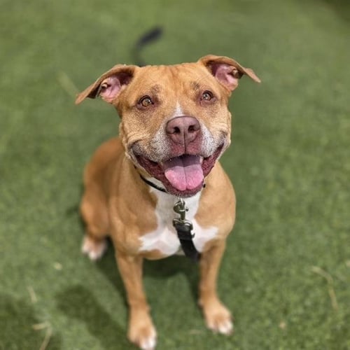 BELLA - Pit Bull Terrier available for adoption