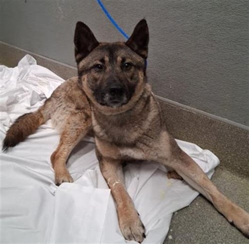 HANK - Shih Tzu available for adoption