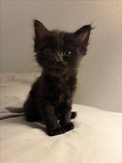 *AURORA - Domestic Long Hair available for adoption