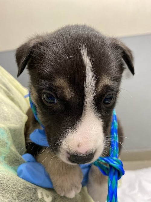 *ROBIN - Pit Bull Terrier available for adoption