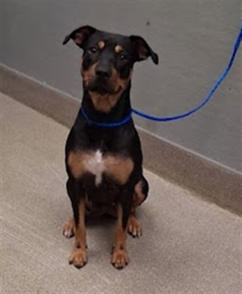 *DAKOTA - Rottweiler available for adoption