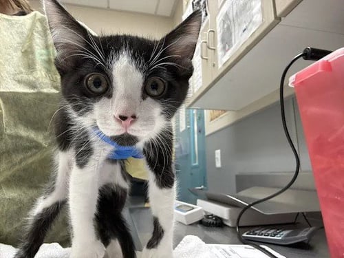 *ALADDIN - Domestic Short Hair available for adoption