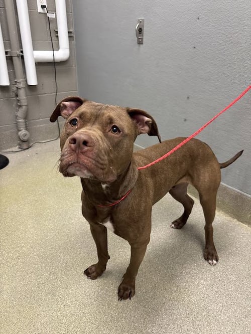 AUGUST - Pit Bull Terrier available for adoption