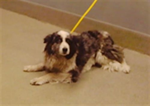 *ANGEL - Border Collie available for adoption