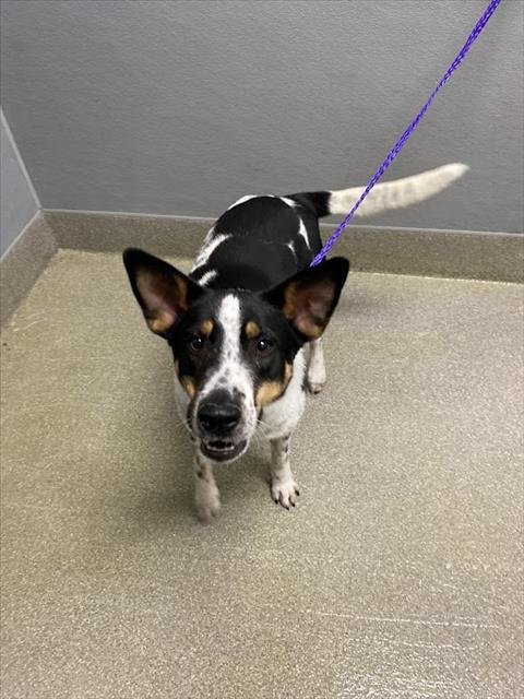 TERRY - Queensland Heeler available for adoption