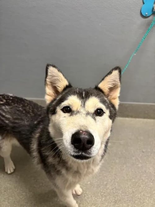 TINY - Husky available for adoption