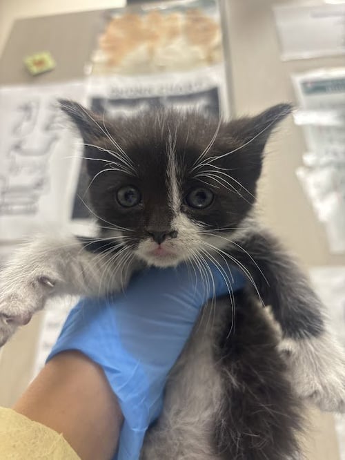 *REYNA - Domestic Short Hair available for adoption