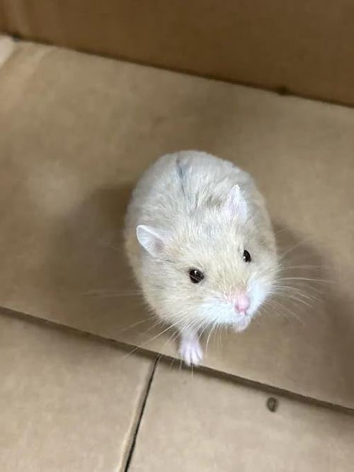 *MALLOW - Hamster available for adoption