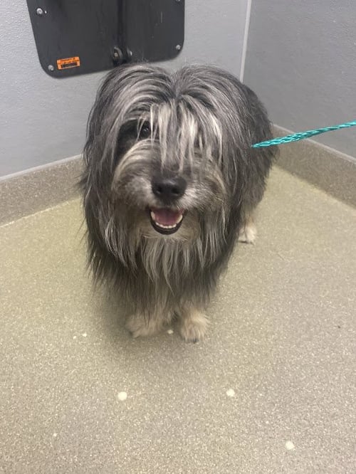 BUDDY - Shih Tzu available for adoption