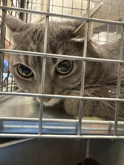 DOJA - Domestic Short Hair available for adoption