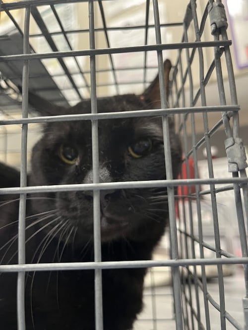 JAMES - Domestic Short Hair available for adoption