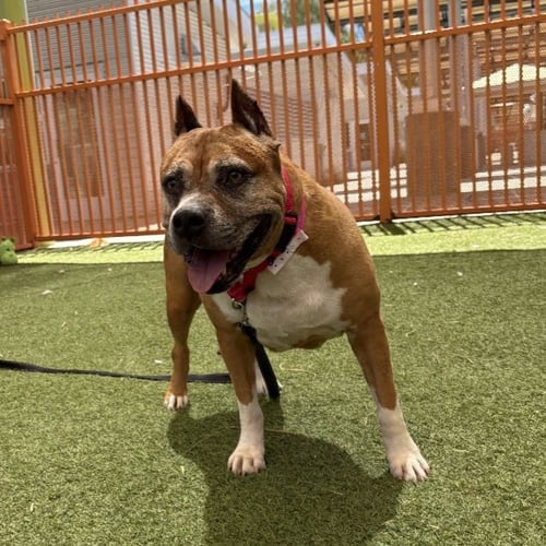 RED SCARLET - Pit Bull Terrier available for adoption