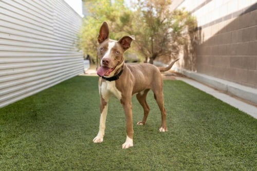 *SUNDROP - Pit Bull Terrier available for adoption