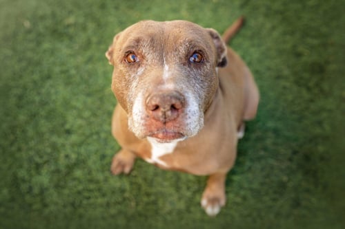 PRINCESS - Pit Bull Terrier available for adoption