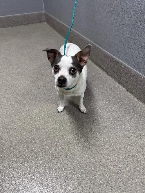 CHOP - Chihuahua available for adoption