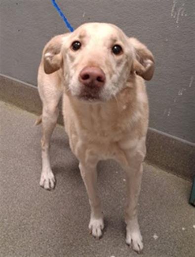 DAISY - Labrador Retriever available for adoption