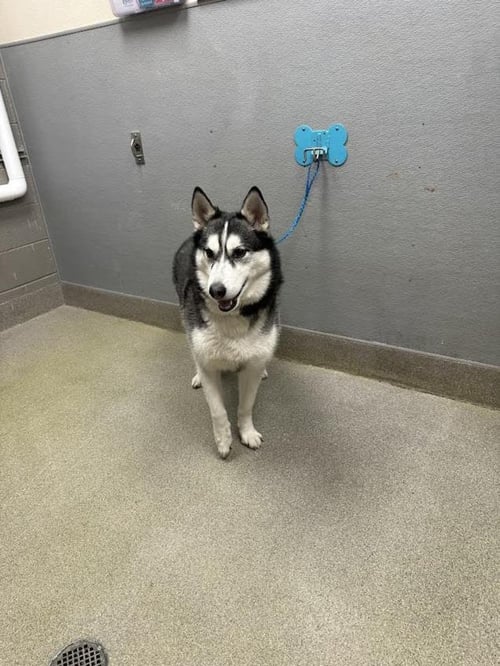 ASTRO - Husky available for adoption