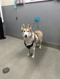 BALTO - Photo 1