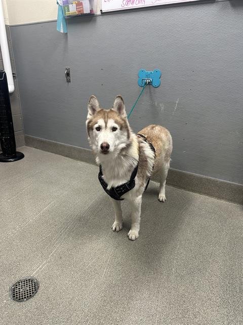 BALTO - Husky available for adoption
