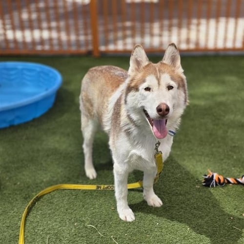 BALTO - Husky available for adoption