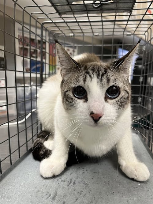 *BISCUIT - Domestic Short Hair available for adoption