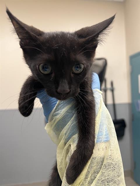 *TOMMY - Domestic Short Hair for adoption in Las Vegas