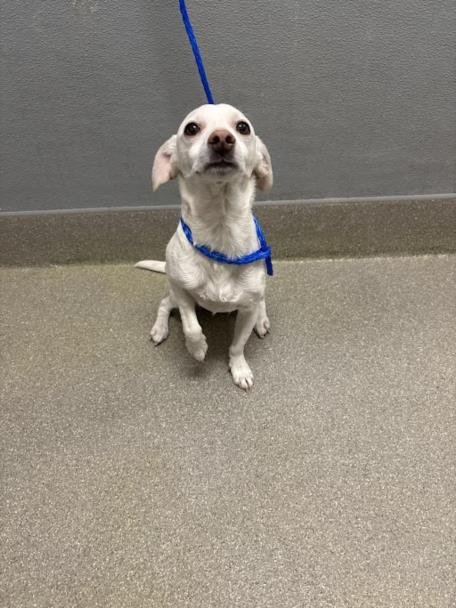 DOBIE - Chihuahua available for adoption