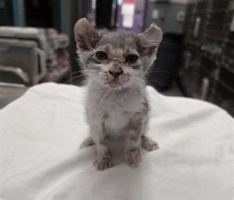 *PAD THAI - Domestic Short Hair for adoption in Las Vegas