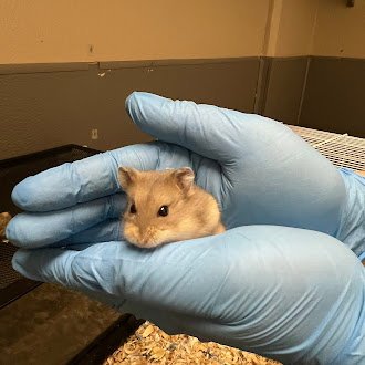*COOKIE - Hamster available for adoption