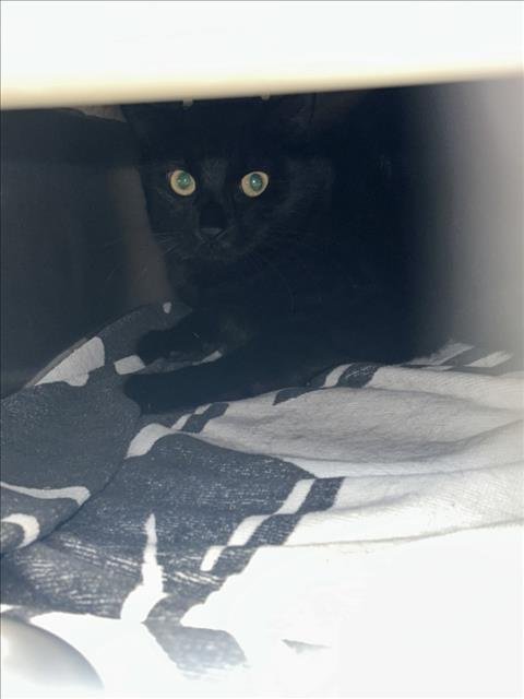 *DIAMOND - Domestic Short Hair available for adoption