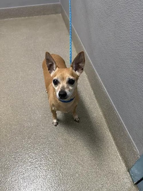 *HICKORY ANN - Chihuahua available for adoption
