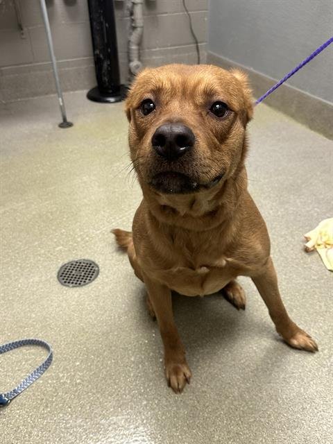*PEANUT BUTTER - Pit Bull Terrier / German Shepherd Dog available for adoption