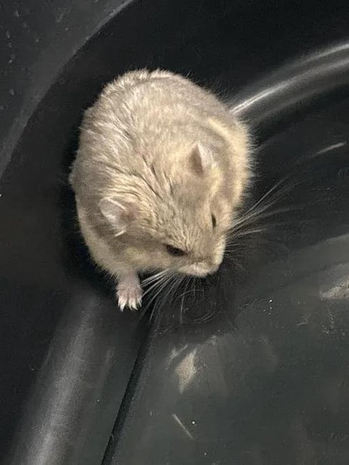 *CHOCO - Hamster available for adoption