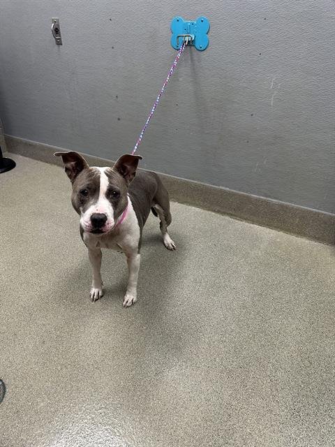 STAR - Pit Bull Terrier available for adoption