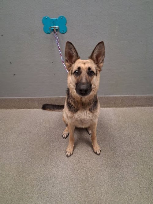 *LOLITA - German Shepherd Dog available for adoption