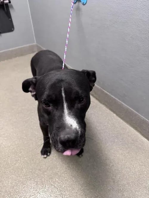 *PIGLET - Pit Bull Terrier available for adoption
